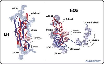 Human Chorionic